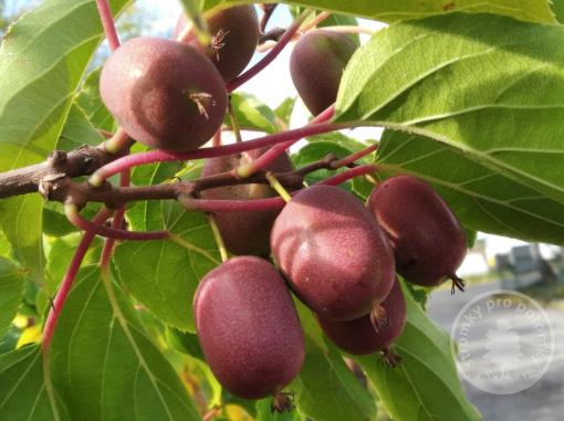 Red Jumbo kiwi (samičí rostlina)